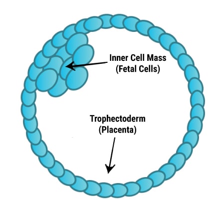 Cells of a blastocyst