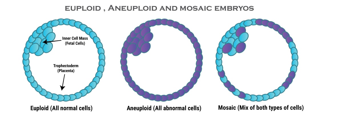 Embryo mosaicism illustration
