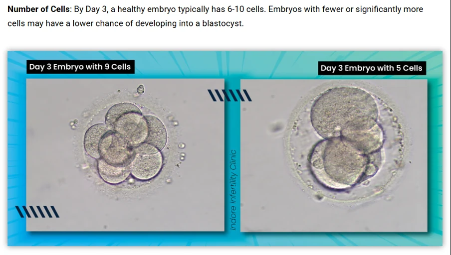 Day 3 embryo with 9 cells and Day 3 embryo with 5 cells