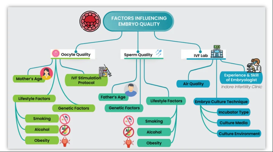 Factors influencing embryo quality: oocyte quality, sperm quality and the IVF lab