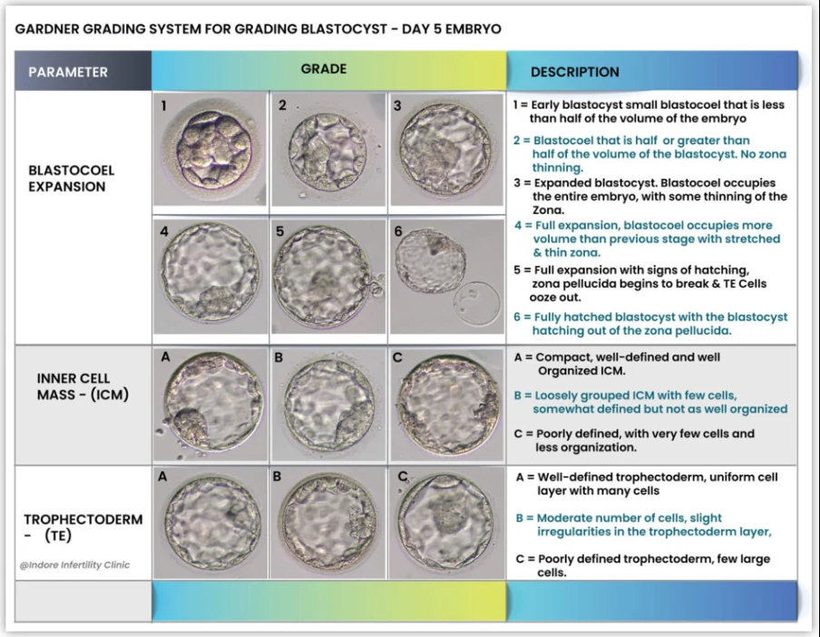 Gardner grading system for Day 5 blastocysts